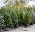 Des Fêtes écologiques